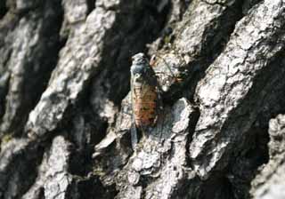 photo,material,free,landscape,picture,stock photo,Creative Commons,Cicada, cicada, , bark, 