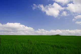 photo,material,free,landscape,picture,stock photo,Creative Commons,Pasture and a blue sky, pasture, cloud, blue sky, 