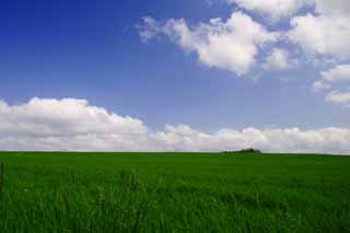 photo, la matire, libre, amnage, dcrivez, photo de la rserve,Pturage et un ciel bleu, pturage, nuage, ciel bleu, 