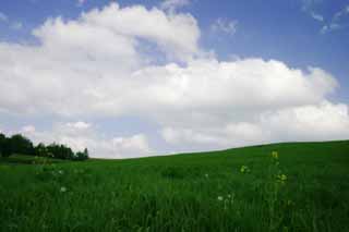 photo,material,free,landscape,picture,stock photo,Creative Commons,Hill of pasture, pasture, cloud, blue sky, 