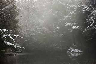 photo,material,free,landscape,picture,stock photo,Creative Commons,Meiji Shrine Imperial garden, Shinto shrine, pond, The Emperor, Nature