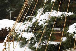 photo,material,free,landscape,picture,stock photo,Creative Commons,Meiji Shrine Imperial garden, Shinto shrine, The branch-supporting snow-ropes of the pine, The Emperor, Snow fishing