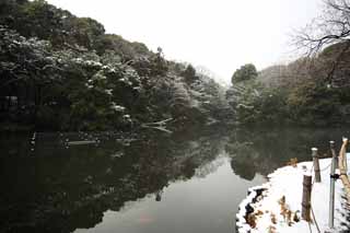 fotografia, materiale, libero il panorama, dipinga, fotografia di scorta,Sacrario di Meiji giardino Imperiale, Sacrario scintoista, stagno, L'imperatore, Natura