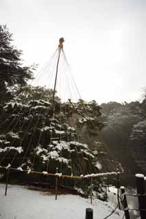 Foto, materieel, vrij, landschap, schilderstuk, bevoorraden foto,Meiji Shrine Imperial tuinieren, Shinto heiligdom, De aftakking-ondersteunende sneeuw-touwen van de pijnboom, De Keizer, Sneeuw vissend