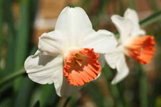 photo,material,free,landscape,picture,stock photo,Creative Commons,Narcissus, I don't guess it, Narcissus, , trumpet