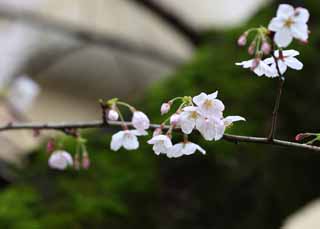 photo,material,free,landscape,picture,stock photo,Creative Commons,Kurashiki cherry tree, cherry tree, cherry tree, Moss, Japanese culture