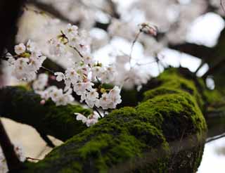 photo, la matire, libre, amnage, dcrivez, photo de la rserve,Arbre de cerise Kurashiki, arbre de la cerise, , Mousse, Japonais fait une culture