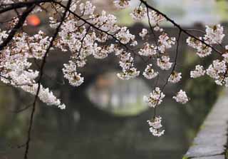 fotografia, material, livra, ajardine, imagine, proveja fotografia,Kurashiki cereja rvore, rvore de cereja, , ponte, Japons cultiva