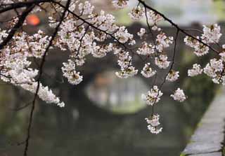 photo,material,free,landscape,picture,stock photo,Creative Commons,Kurashiki cherry tree, cherry tree, , bridge, Japanese culture