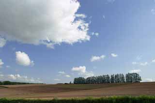 photo,material,free,landscape,picture,stock photo,Creative Commons,Tree line, farmland, and cloud, grove, cloud, blue sky, field