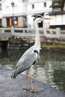 Foto, materieel, vrij, landschap, schilderstuk, bevoorraden foto,Grijze Reiger, Reiger, Ruim-gekalibreerde vogel, Schadelijke vogel, Bill