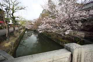 Foto, materiell, befreit, Landschaft, Bild, hat Foto auf Lager,Kurashiki Kirschenbaum, Kirschenbaum, , Brcke, Japanische Kultur