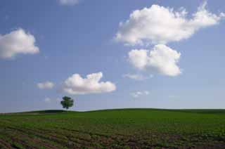 photo,material,free,landscape,picture,stock photo,Creative Commons,Watching the farmland, tree, cloud, blue sky, field