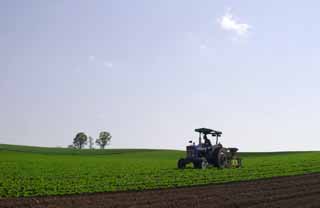 foto,tela,gratis,paisaje,fotografa,idea,Tractor en plena faena, Maquinaria agrcola, Padre - nio rbol, Cielo azul, Tractor