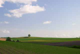 photo, la matire, libre, amnage, dcrivez, photo de la rserve,Terrain agricole vaste, champ, nuage, ciel bleu, 