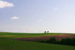 Foto, materiell, befreit, Landschaft, Bild, hat Foto auf Lager,Elternteil und Kinderbume, Baum, Wolke, blauer Himmel, Feld