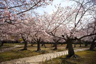 Foto, materieel, vrij, landschap, schilderstuk, bevoorraden foto,Koraku-en Tuinieren kers boom, Kers boom, , , Japanse tuin