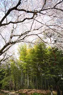 photo,material,free,landscape,picture,stock photo,Creative Commons,Koraku-en Garden cherry tree and Takebayashi, Takebayashi, cherry tree, cherry tree, cherry tree