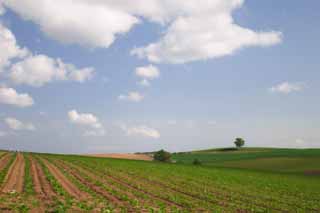 Foto, materieel, vrij, landschap, schilderstuk, bevoorraden foto,Boom en kamen van een bouwland, Veld, Wolk, Blauwe lucht, 