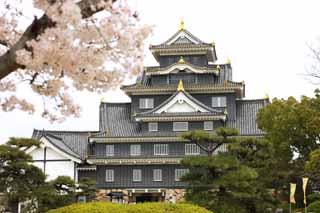 photo,material,free,landscape,picture,stock photo,Creative Commons,Okayama-jo Castle, castle, The castle tower, Crow Castle, Crow Castle