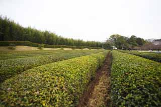 photo, la matire, libre, amnage, dcrivez, photo de la rserve,Koraku-en plantation du th du Jardin, plante du th, Th, Festival du th, feuille du th