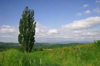 Foto, materiell, befreit, Landschaft, Bild, hat Foto auf Lager,Pappel des Gedchtnisses, Pappel, Wolke, blauer Himmel, blau