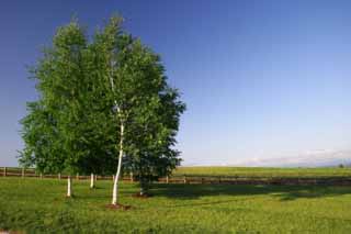 Foto, materiell, befreit, Landschaft, Bild, hat Foto auf Lager,Himmel der Birken, Birke, Wolke, blauer Himmel, blau