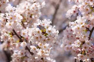 fotografia, material, livra, ajardine, imagine, proveja fotografia,Uma rvore de cereja, rvore de cereja, , ptala, Em primavera