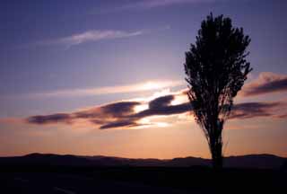 photo, la matire, libre, amnage, dcrivez, photo de la rserve,Peuplier et nuage du soir, peuplier, nuage, ciel bleu, mettant soleil