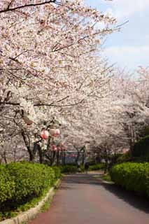 photo,material,free,landscape,picture,stock photo,Creative Commons,A cherry tree, cherry tree, cherry tree, petal, row of trees