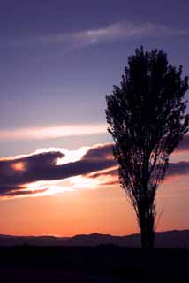 photo,material,free,landscape,picture,stock photo,Creative Commons,Standing still in the evening, poplar, cloud, blue sky, setting sun