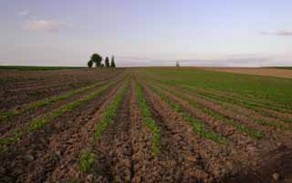 Foto, materieel, vrij, landschap, schilderstuk, bevoorraden foto,Leidinggevend van de kamen, Veld, Wolk, Blauwe lucht, Avondschemering