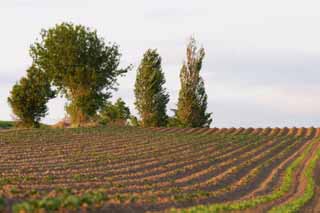 Foto, materieel, vrij, landschap, schilderstuk, bevoorraden foto,Zwachtelen des avonds in, Veld, Wind, Kam, Avondschemering