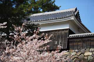 photo,material,free,landscape,picture,stock photo,Creative Commons,A whole Matsue-jo Castle oar, cherry tree, The plaster, castle, Ishigaki