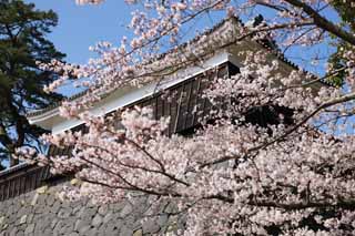 foto,tela,gratis,paisaje,fotografa,idea,Un remo de tambor de castillo de Matsue - jo, Cerezo, El yeso, Castillo, Ishigaki