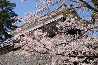 photo,material,free,landscape,picture,stock photo,Creative Commons,A Matsue-jo Castle drum oar, cherry tree, The plaster, castle, Ishigaki