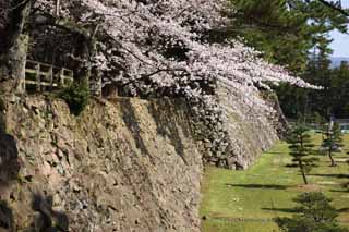 fotografia, material, livra, ajardine, imagine, proveja fotografia,Matsue-jo Castelo, rvore de cereja, Empilhar-pedras, castelo, Ishigaki