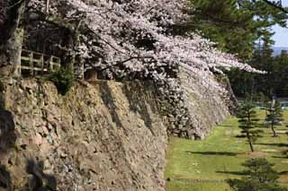 photo, la matire, libre, amnage, dcrivez, photo de la rserve,Matsue-jo Chteau, arbre de la cerise, Entasser-pierres, chteau, Ishigaki