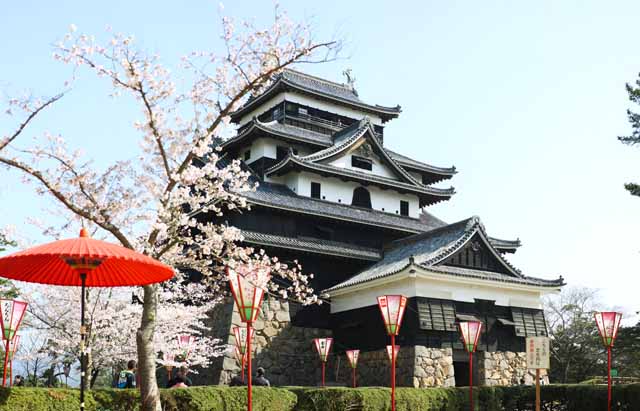 Foto, materieel, vrij, landschap, schilderstuk, bevoorraden foto,De Matsue-jo Kasteel kasteel toren, Kers boom, Heiwerk-Stones, Kasteel, Ishigaki