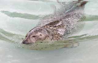 photo,material,free,landscape,picture,stock photo,Creative Commons,Spotted seal, seal, water, swimming, 