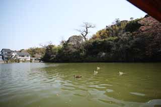 foto,tela,gratis,paisaje,fotografa,idea,Foso de castillo de Matsue - jo, Embarcacin de turismo, Embarcacin, Foso, Patos