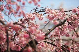 photo,material,free,landscape,picture,stock photo,Creative Commons,Gensuke cherry tree, cherry tree, cherry tree, cherry tree, garden lantern