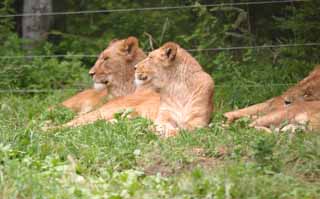 photo,material,free,landscape,picture,stock photo,Creative Commons,Profiles of lions, lion, Lion, , 