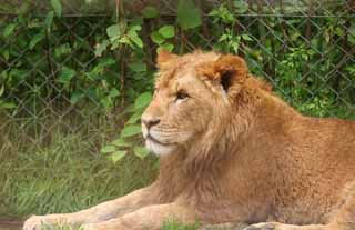 photo,material,free,landscape,picture,stock photo,Creative Commons,Lion's profile, lion, Lion, , 