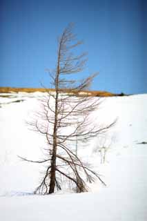 Foto, materieel, vrij, landschap, schilderstuk, bevoorraden foto,Kusatsu Mt. Shirane besneeuwd veld, Boom, Blauwe lucht, Hoge berg, Gedaante van een boom