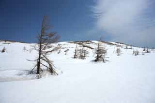 photo, la matire, libre, amnage, dcrivez, photo de la rserve,Kusatsu Mt. Shirane champ neigeux, arbre, ciel bleu, haute montagne, Forme d'un arbre