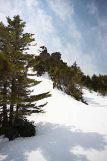 Foto, materiell, befreit, Landschaft, Bild, hat Foto auf Lager,Kusatsu Mt. Shirane schneebedecktes Feld, Baum, blauer Himmel, hoher Berg, Form eines Baumes