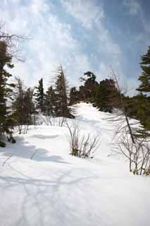 Foto, materiell, befreit, Landschaft, Bild, hat Foto auf Lager,Kusatsu Mt. Shirane schneebedecktes Feld, Baum, blauer Himmel, hoher Berg, Form eines Baumes