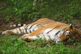 photo,material,free,landscape,picture,stock photo,Creative Commons,Napping tiger, tiger, tiger, tiger, 