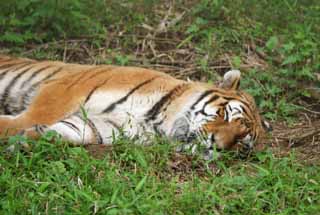 photo,material,free,landscape,picture,stock photo,Creative Commons,Tiger fast asleep, tiger, tiger, tiger, 